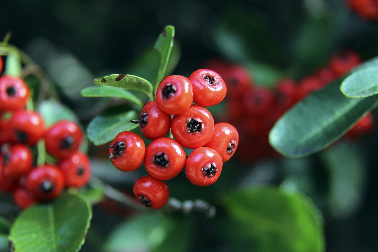 香港富力宣布推出港超聯賽.